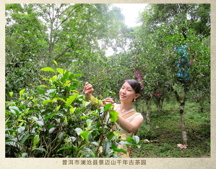 景迈古茶山 