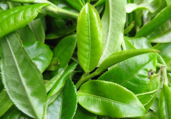 曼松收茶记