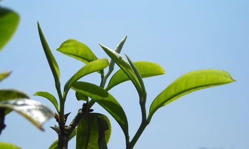 8月普洱茶名山原料价