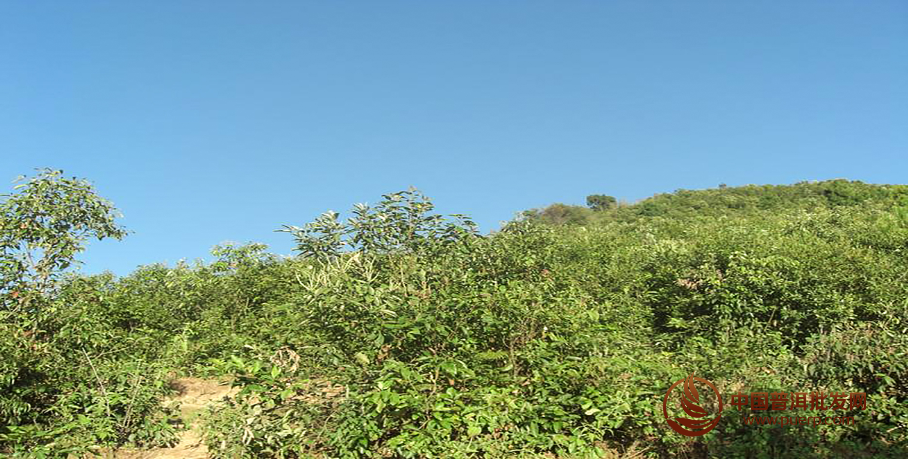 6月5日八骏茗茶批发报价