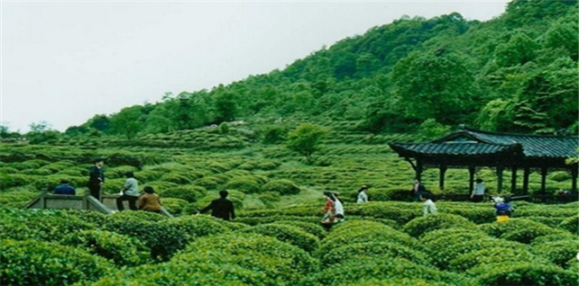 2014中国春茶产量及价格