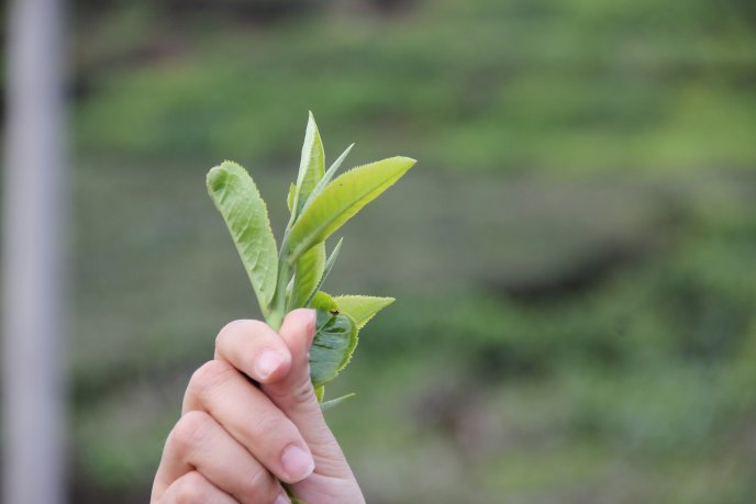 【山头】老班章普洱茶历年收购价格