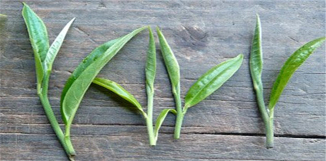 邦东典型茶叶特征