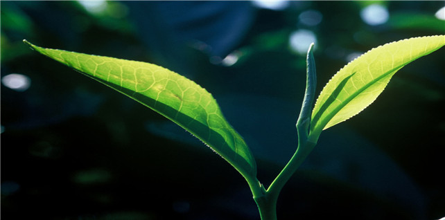 日常生活中的茶文化是什么？