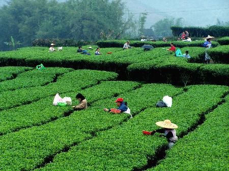 普洱茶秋茶开始采收