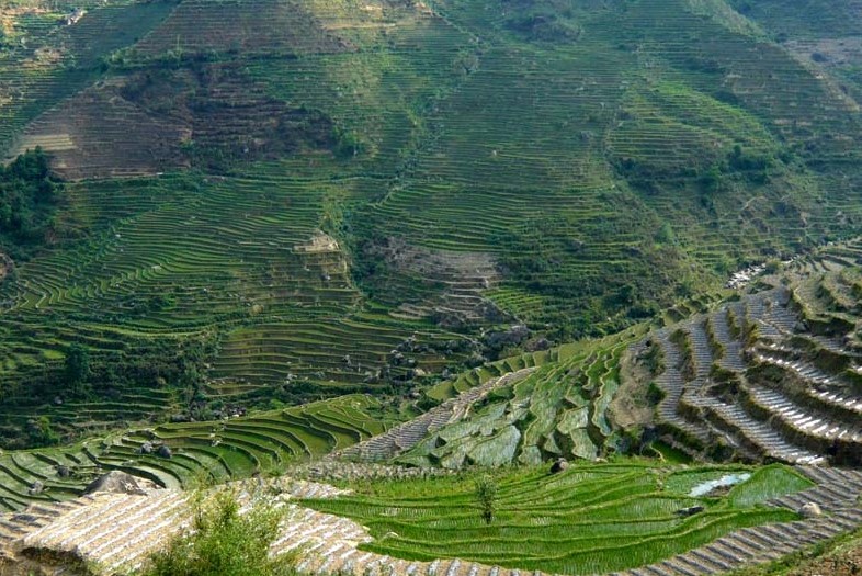 中国茶年产量达140万吨