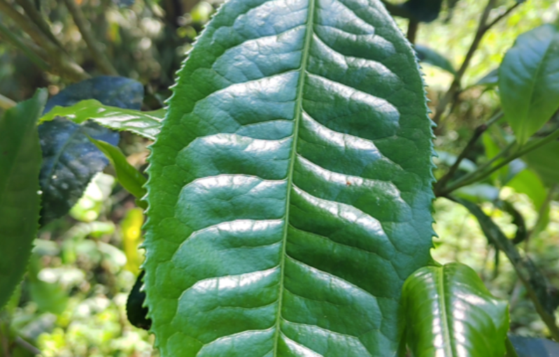 贺开古茶山特点